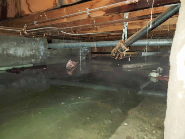 Best Professional water damage repair  in Culver City, CA